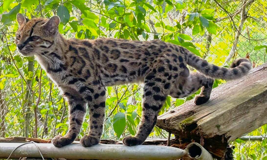 El tilcayo (Leopardus tilcayo), en una fotografía de la bióloga Paola Nogales-Ascarrunz, coautora del estudio